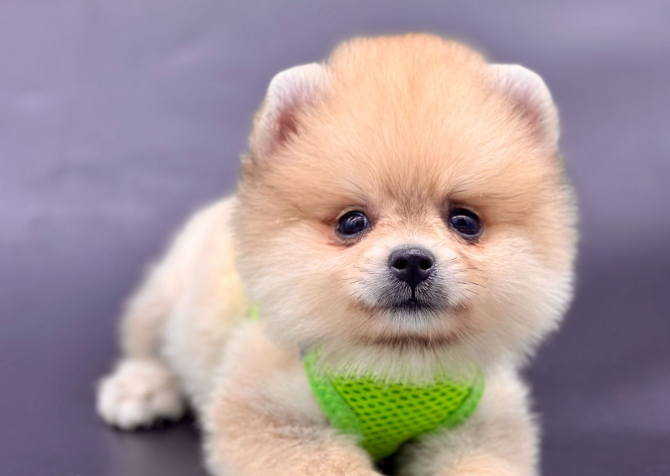 Beybi Feys Pomeranian Boo Yavrularlar